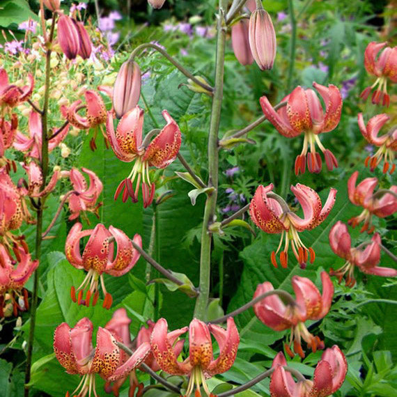 Liljor - Guide till plantering och skötsel av liljor